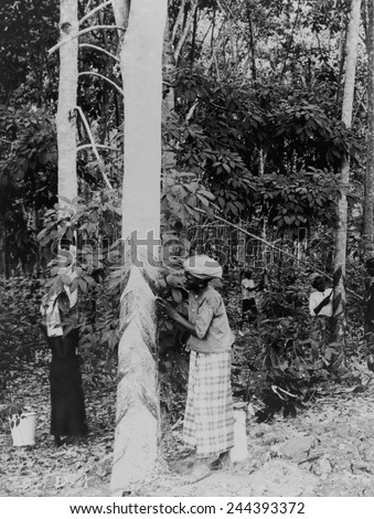 Gathering rubber sap. The rubber plants responds to cutting with a protective secretion of latex, which hardens into gum rubber. Java, Indonesia, ca. 1910.