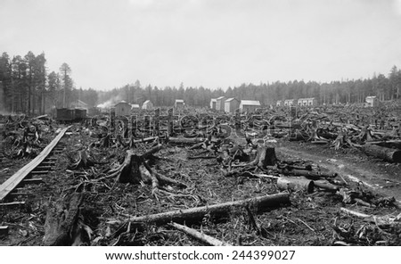 Land littered with the stumps of trees in what would become the lumber town of Davis, West Virginia. Called a 'stump town' in its early years, it thrived as a lumber center from 1885-1925.