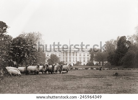 Sheep grazing on the White House Lawn. during WWI from 1916 to 1919.