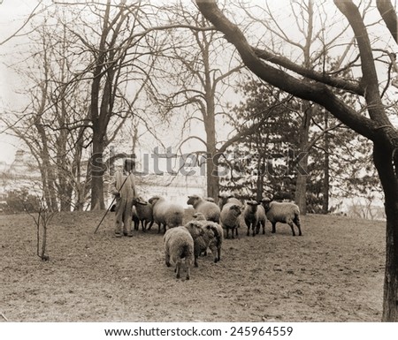 Shepherd with the White House sheep that kept the lawn trimmed and produced wool fleece for the Home front effort during WWI.