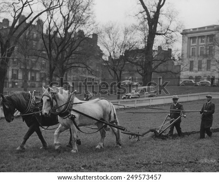 Plowing Boston Common for the Victory Garden Program during World War 2. March 11, 1944.