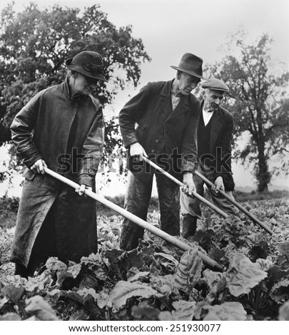 British elders put in a full day at farm work to supply their country with needed food. They hoe their sugar beet crop at Essex, England. April 1943. World War 2.
