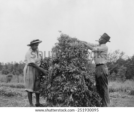 African American couple shaking and stacking peanuts in Sumter County, Georgia. They volunteered in the 'peanut shaking holiday' working to save the wartime oil crop. Ca. 1943. World War 2.