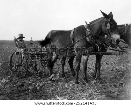 A man plows cotton in Texas. Courtesy of CSU Archives/Everett Collection