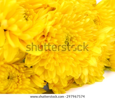 Yellow chrysanthemum and shadow effect on white background.