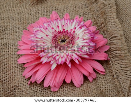 pink chrysanthemum flower isolated on white background