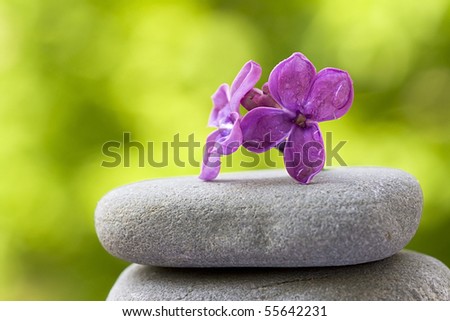 Flower balanced on stones, Selective Focus