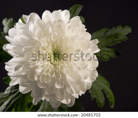 White chrysanthemum on black background
