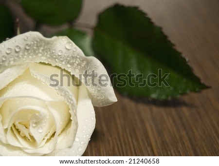 white rose with dew on wooden table