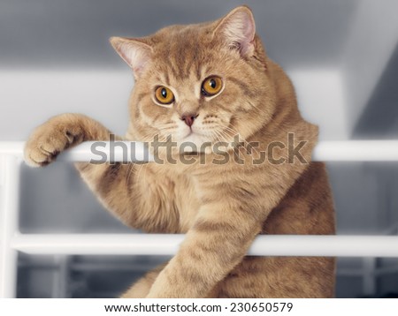 Portrait of beautiful British cat leaning on railing on black white background