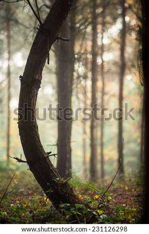 Bent tree in the forest