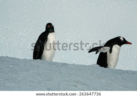 Penguin double walking on the iceberg