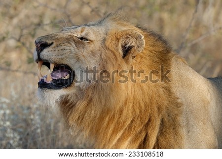Lion exhibiting fellowmen behaviour in the Kruger National Park South Africa