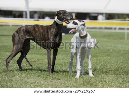 Two greyhound on pet show