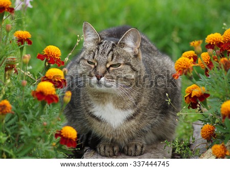 Cat among the flowers in the garden.