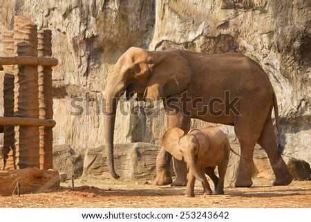 Suckling baby African Elephant playing with mum.