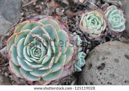 Hens and Chicks or House leek Succulent