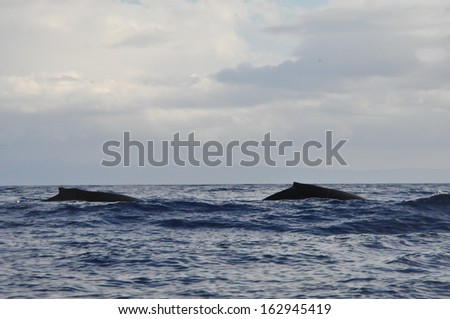 Whale Watching in Maui, Hawaii