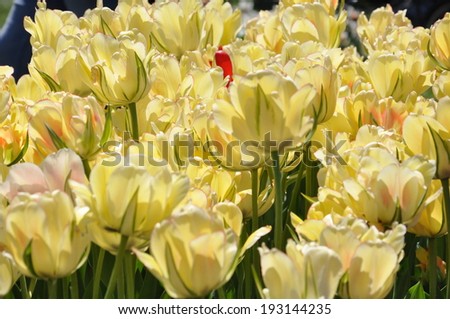 Tulips at Albany Tulip Festival in New York State