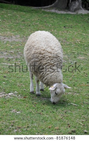 Sheep On A Farm