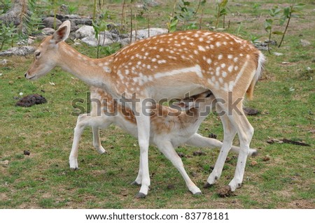 Deer Milk