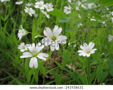 White wild flowers on the background of grass.