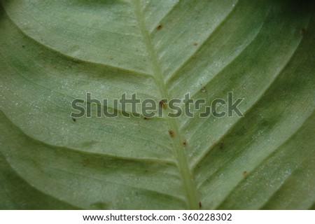 Many of scale insects on a leaf houseplant.