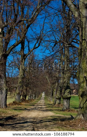 Path lined avenue of trees.