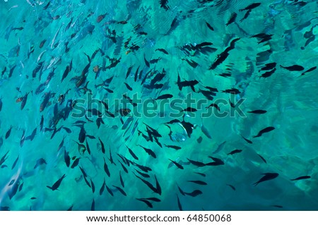 A sea fish in under water, abstracted background