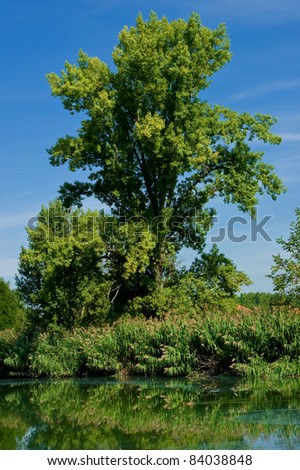 A tree growing on a lake shore, reflect in water level.