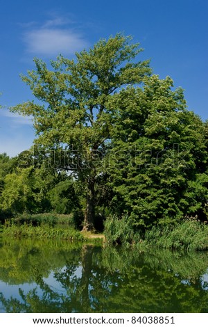 A tree growing on a lake shore, reflect in water level.