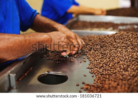 Workers choosing the beans of the best quality at coffee factory
