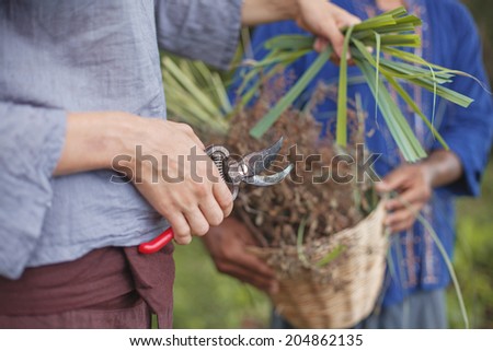 Organic herbs. Woman gardening. Closeup (focus on the scissors)