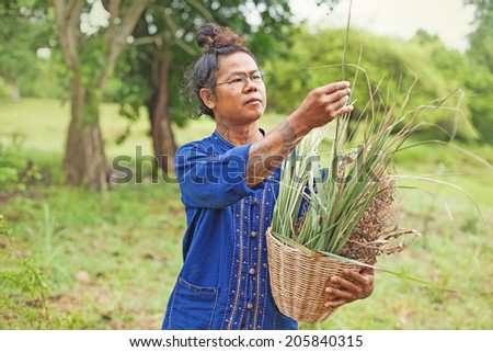 Man who knows herbs. Thai gardener