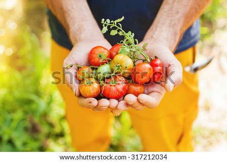 handful of freshly picked tomatoes of bright colors
