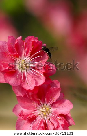 a bee fly on the peach-blossom