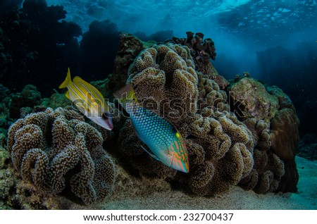 Two fish swim over the reef in the crystal clear waters of the red sea.