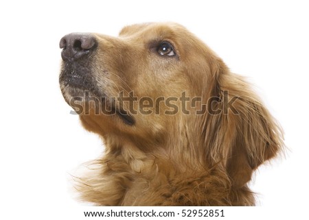 A Golden Dog