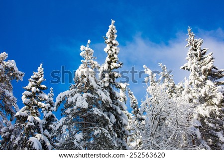 Forest winter snow blue sky