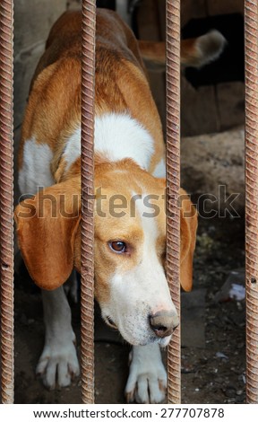 hunting dog behind a fence of iron rods