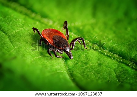 Red tick scrabbling on a green leaf, sharp closeup