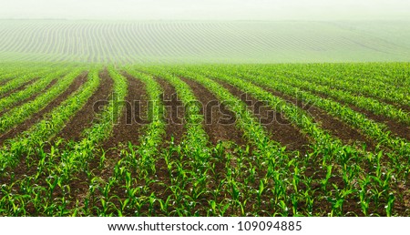 Rows of young corn plants on a moist field in a misty morning Rows of young corn plants on a moist field in a misty morning