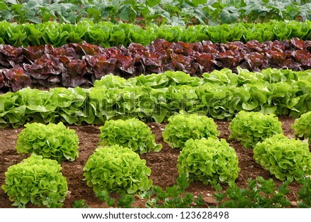 Rows of fresh lettuce plants in the countryside on a sunny day