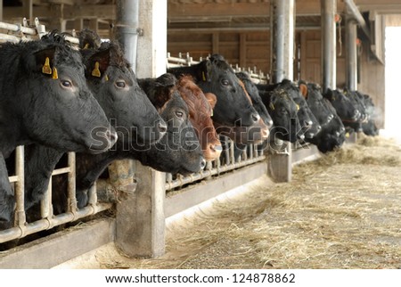 Black cows standing in a row in an open cowshed