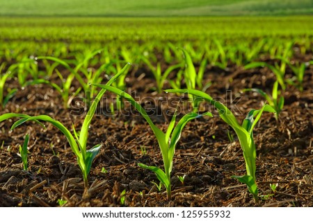 Rows of sunlit young corn plants on a moist field