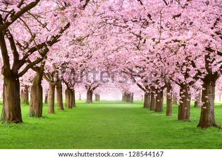 Ornamental garden with majestically blossoming large cherry trees on a fresh green lawn
