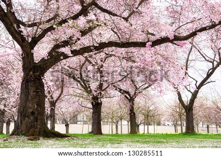 Blossoming cherry trees in an ornamental garden, pastel colors with dreamy feel