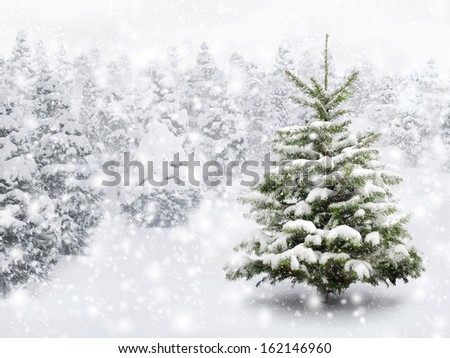 Outdoor shot of a nice little fir tree in thick snow for the perfect Christmas mood Outdoor shot of a nice little fir tree in thick snow for the perfect Christmas mood