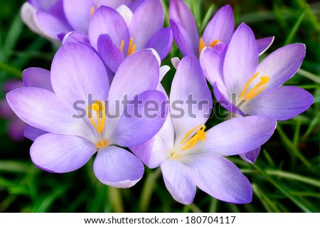 Spring outdoor shot with a bunch of light purple crocus flowers on grass