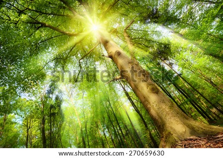 Magical mood in a fresh green forest with the sun shining through a big beech tree\'s crown and casting beautiful sunrays